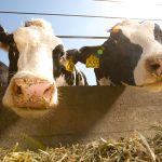 holstein_bull_study_photo_1
