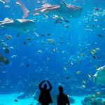 ga aquarium custom_1502208401887_8801790_ver1.0_1280_720