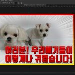 17 fx 복제