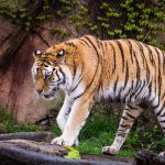 Siberian_Tiger_Lincoln_Park_Zoo_(17562834949)