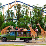 busch gardens pinterest
