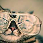 cat-984097_1920