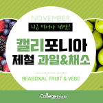 11월 제철과일