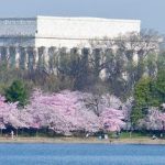 Blossoms-by-Bike