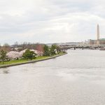 cherry-blossom-views-from-water-555×280