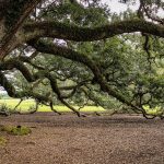 virginia-live-oak-440351_1920