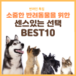 핫딜_반려견 인스타그램사이즈