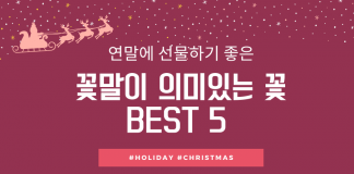 연말에 선물하면 좋을 ‘꽃말이 의미있는 꽃’ BEST 5