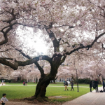 UW Quad