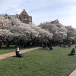 Quad with cherry blossoms