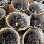 plantecologyJA
