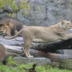 Oregon zoo