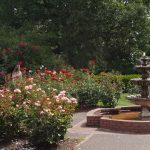 rose garden. Wikimedia
