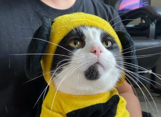 고양이 키울 때 알아야 할 필수상식과 도움이 되는 유튜버 추천!