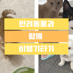 사랑하는 반려동물과 함께 비행기 타는 방법!