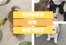 사랑하는 반려동물과 함께 비행기 타는 방법!