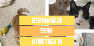 사랑하는 반려동물과 함께 비행기 타는 방법!