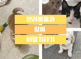 사랑하는 반려동물과 함께 비행기 타는 방법!