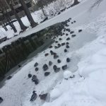 Red Cedar Ducks (Self)