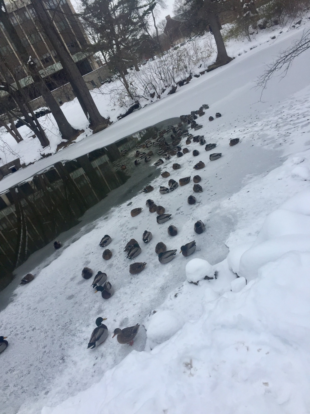 Red Cedar ducks (Self)